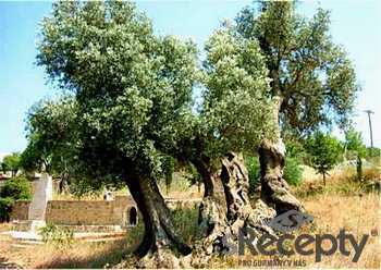 Olivo, olivo, olivo zelená... - obrázek č. 4
